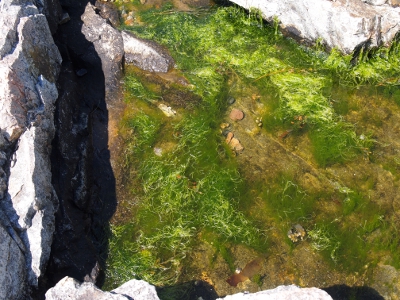 [Fine, stringy greenish growth floating atop the water surrounded by larger rocks.]